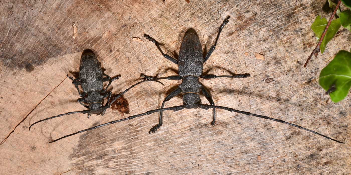 Cerambycidae: Morimus asper? S.